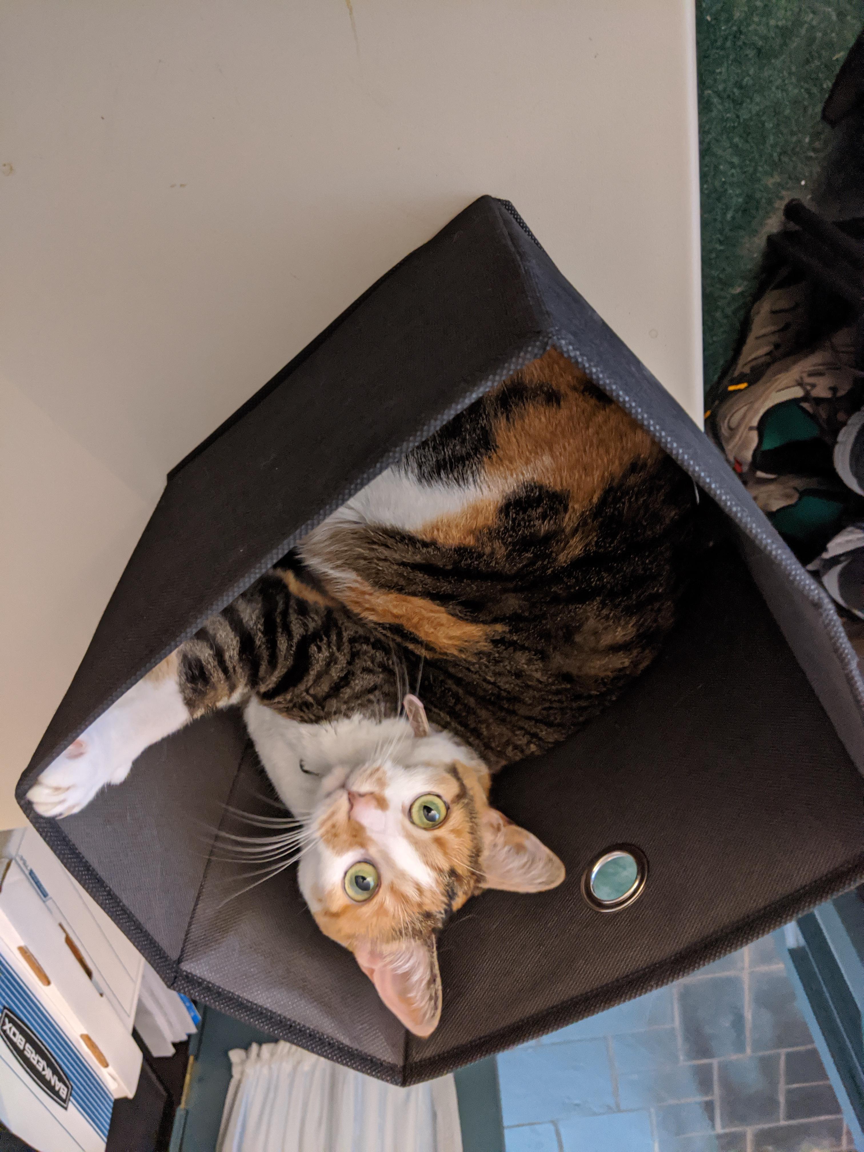 Cat in a box
